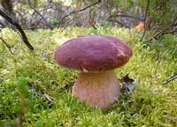 Мицелий 100 грамм Белый гриб сосновый (lat. Boletus pinophilus)