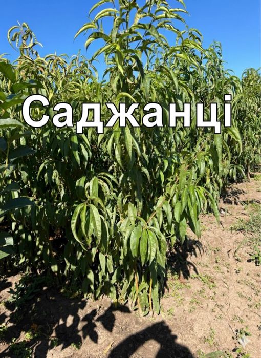 Саджанці Плодових дерев,Лаванда,Смородина На ОПТ