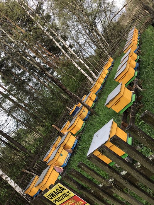 Pszczoły rodziny pszczele ule