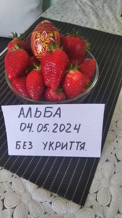 Садженці полуниці розсада полуниці, рассада клубники, саженцы клубники