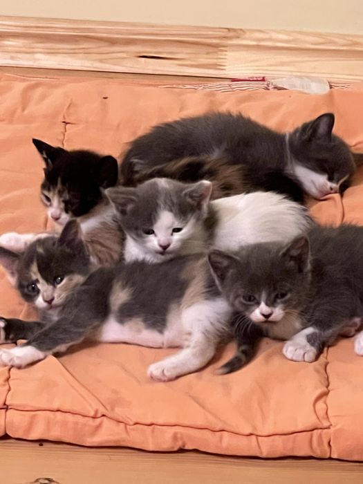 Чудові котенята в добрі руки