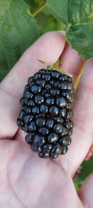 Ремонтантна не колюча ожина !