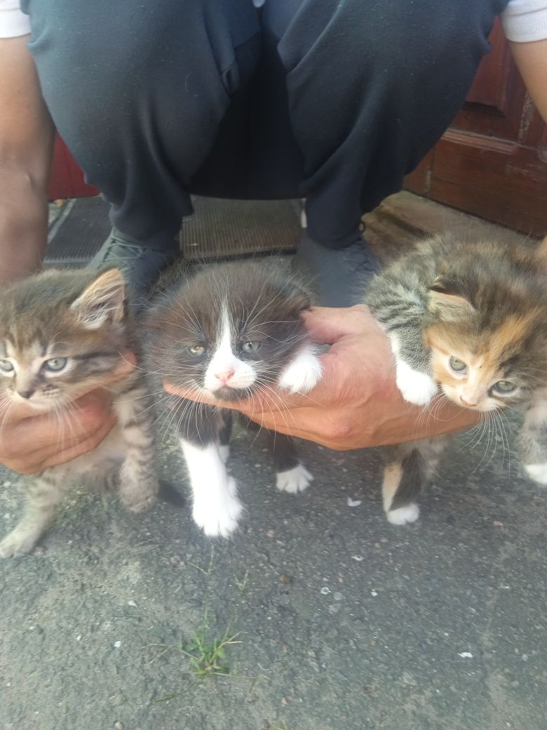 Віддам котиків у добрі руки.Рябенька дівчинка,два інших-хлопці.