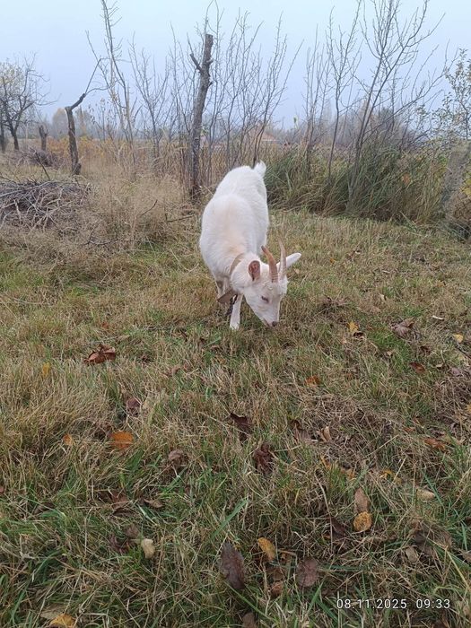 Продам козу молода