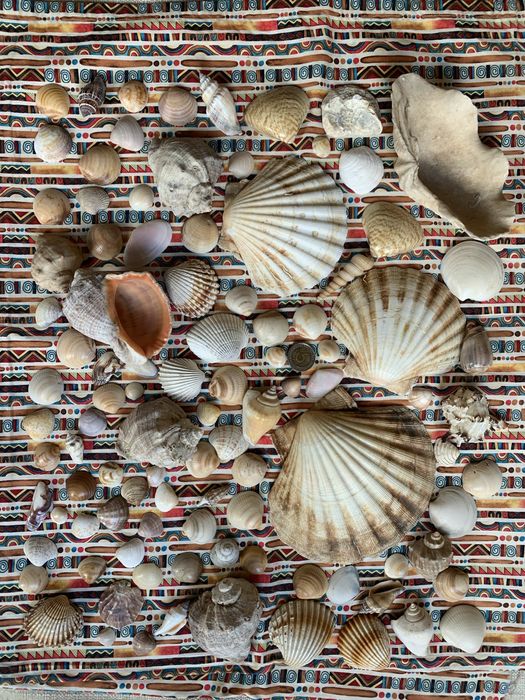 Muszle morskie akwariowe 1 kg