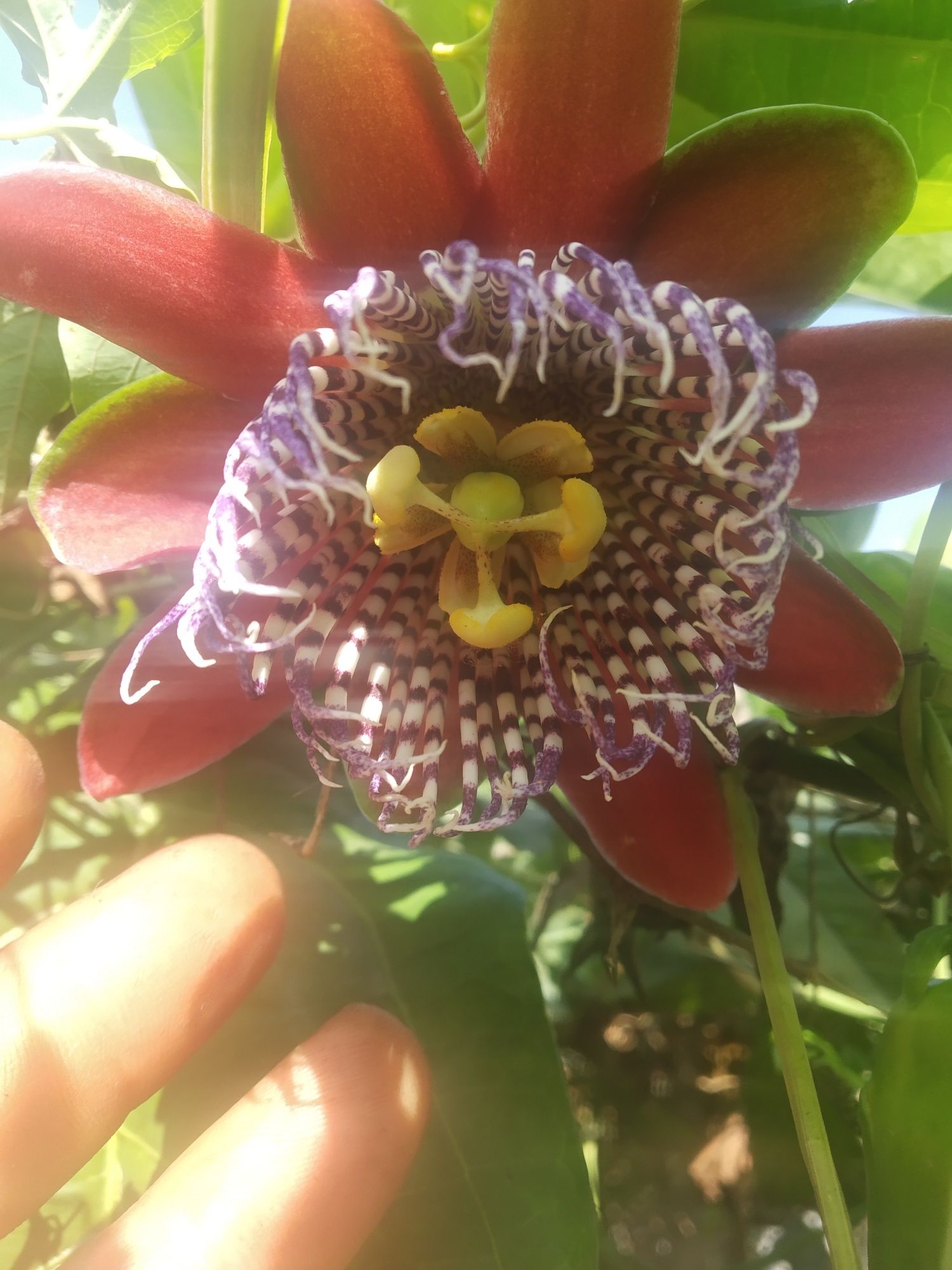 Plantas de maracujá doce Alata.