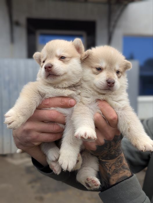 Сибірський хаскі- цуценята