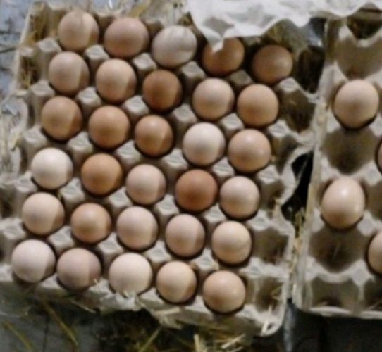 Голошейка инкубационное яйцо Венгрия, Украина. Опт и розница