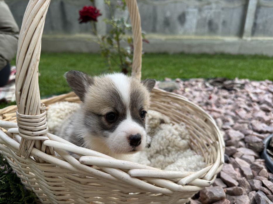 Корги пемброк , ціна 1000евро