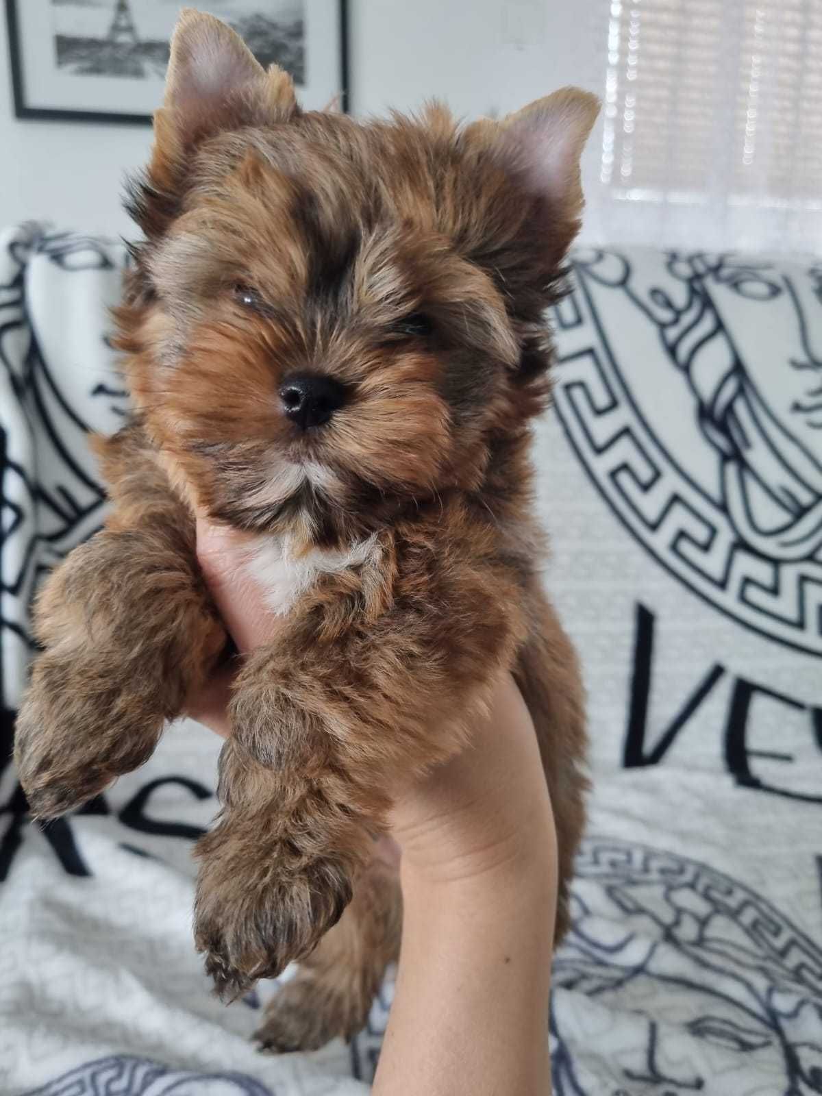 Yorkshire Terrier Ocean Pearl Do Odbioru