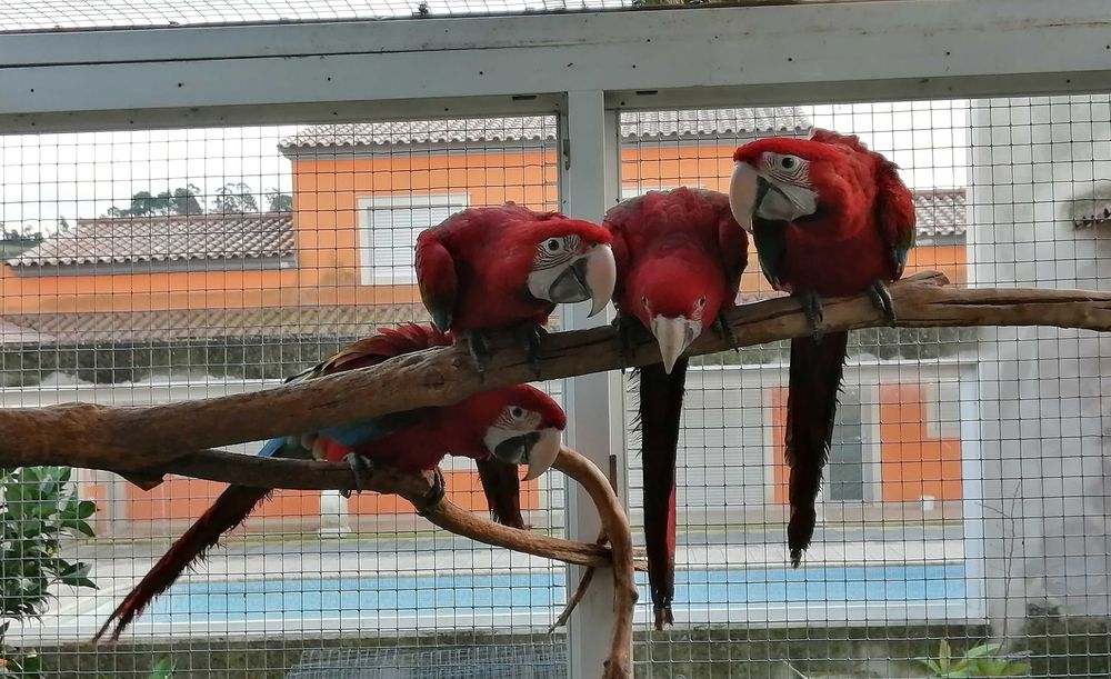 Casal araras chloropterus 2025