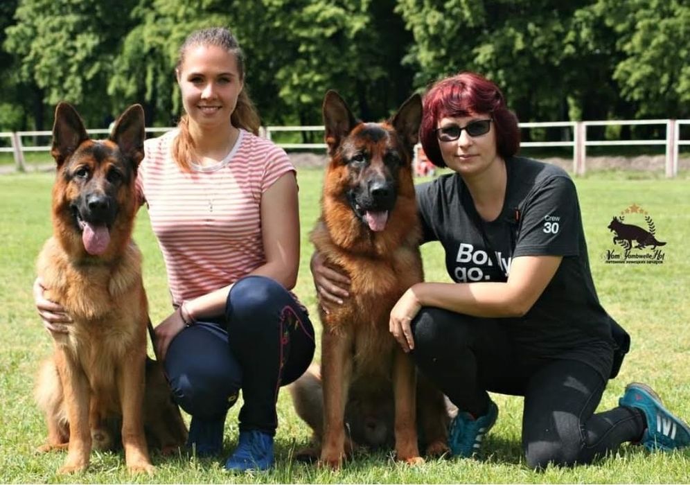 Німецька вівчарка puppies
