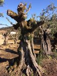 Oliveiras centenárias e terra para jardins