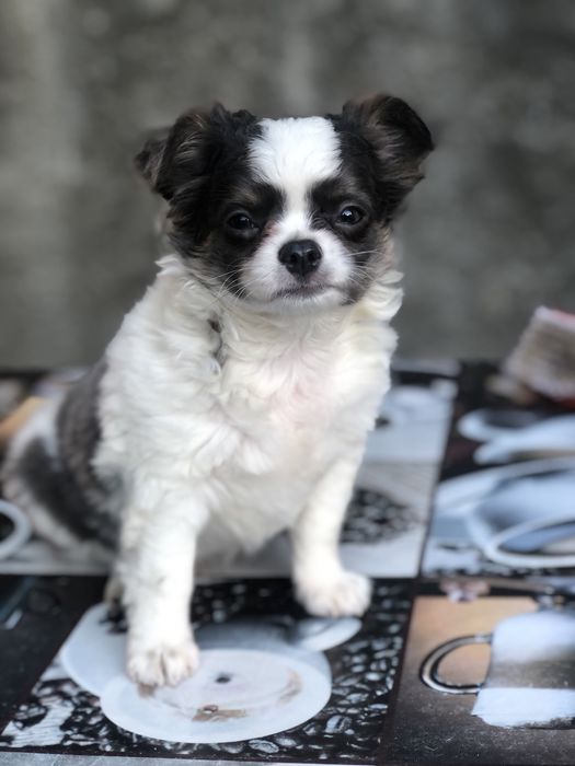 Продам мальчика голубого триколорЧихуахуа стандарт