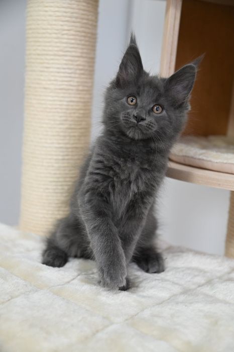 Piękna kotka Holly Maine Coon