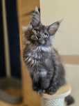 Dymny kocurek Maine Coon do hodowli