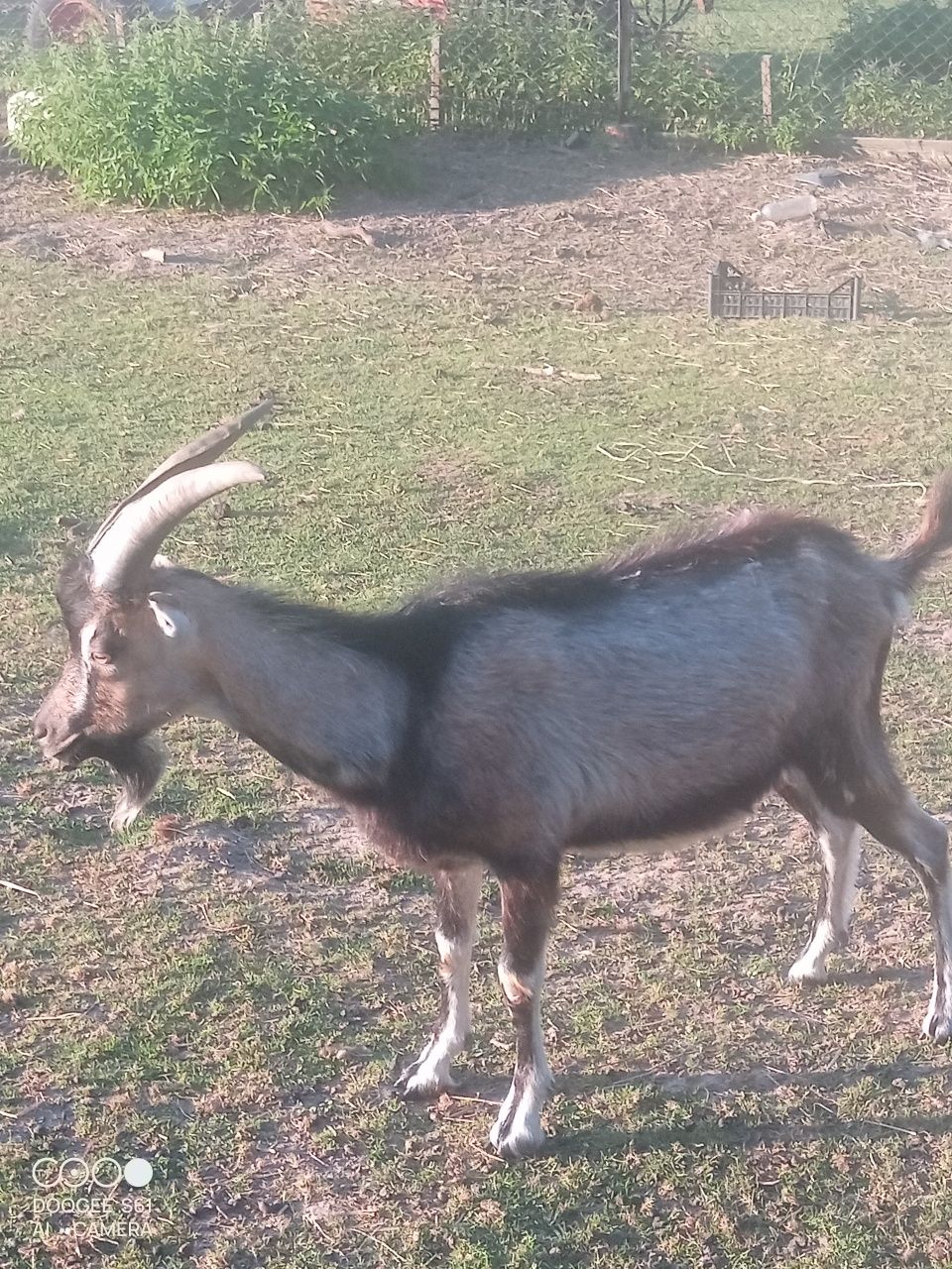 Sprzedam Capa / kozła