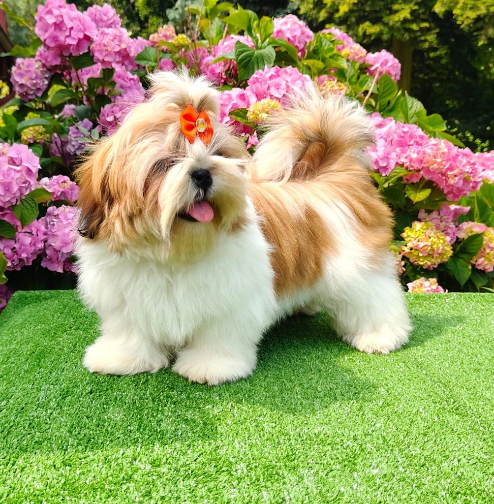 Śliczna suczka shih tzu ZKwP (FCI)