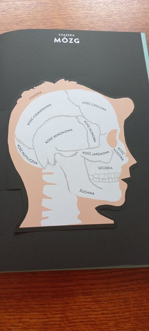 Anatomia piękny album dla dzieci