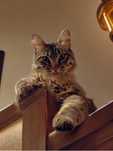 Котик Альф, мальчик, 9 месяцев, полосатый тигровый