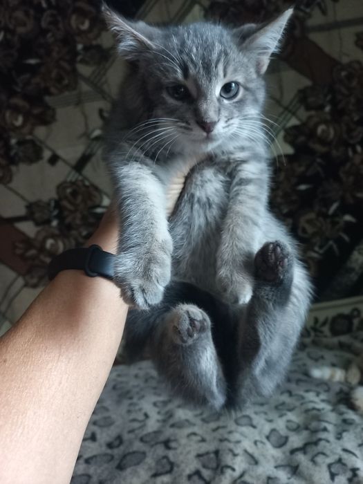 Кошенята в добрі руки.