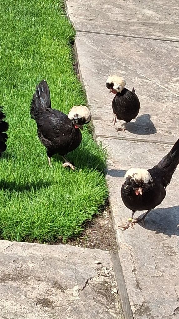 Sprzedam czubatki holenderskie