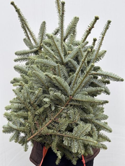 Банчі нобілісу +-5кг