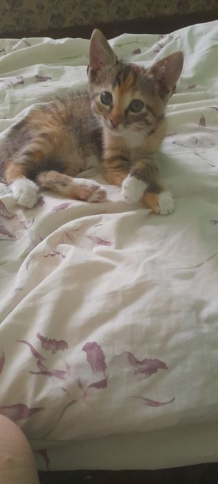 Пропал котенок мотя