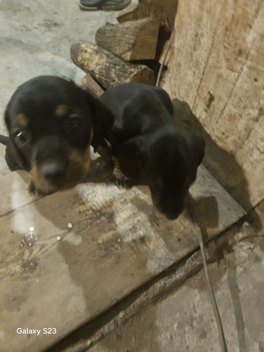 Продам щенков таксы