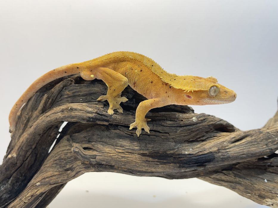 Gekon orzęsiony, gekony orzęsione