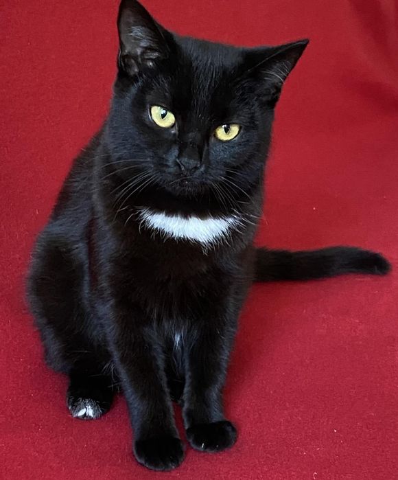 Кішка Белла в пошуку родини