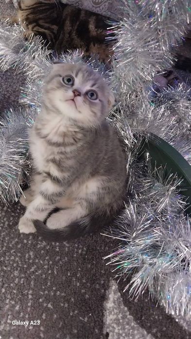 Шотландські чистокровні кошенята. 
Батьки живуть в одній сім'ї. 
Народ