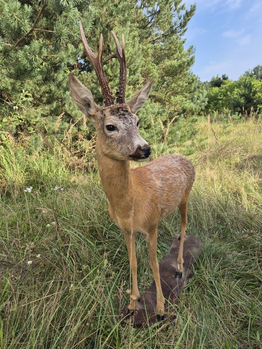 Sarna jelonek parostki koziolek caly preparat