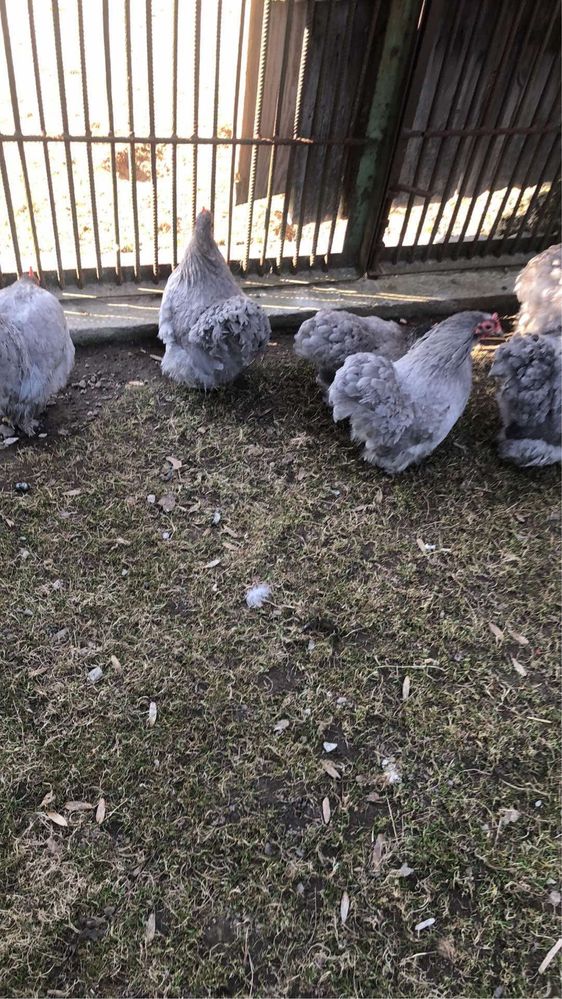 Jaja lęgowe kochin miniaturowy lawendowy