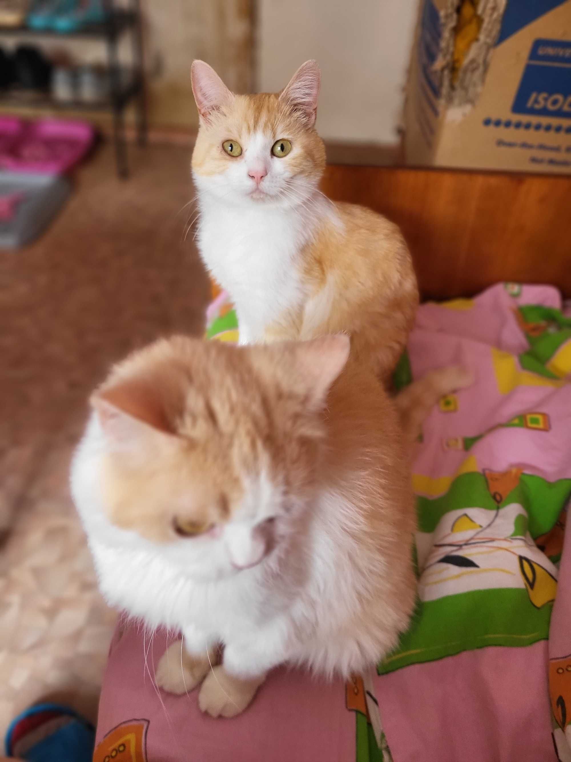 Котик ищет дом и хорошие ручки