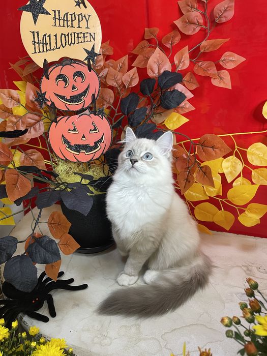 Регдолл, котёнок, кот, Ragdoll