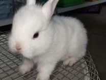 Декоративні карликові кроленята