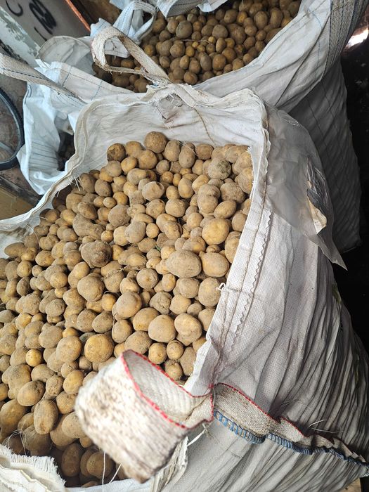 Sprzedam ziemniaki odmiana Vineta .Ziemniaki ekologiczne na oborniku