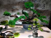 Cudne Bonsai...drzewa