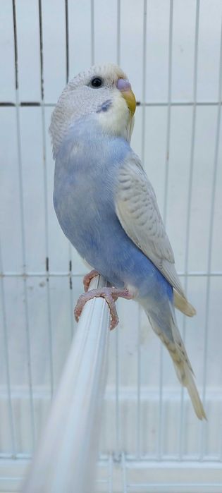 8 Periquitos australianos