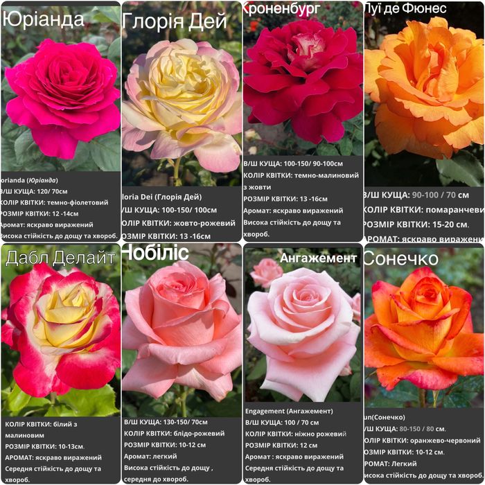 Саджанці троянд /саженцы роз