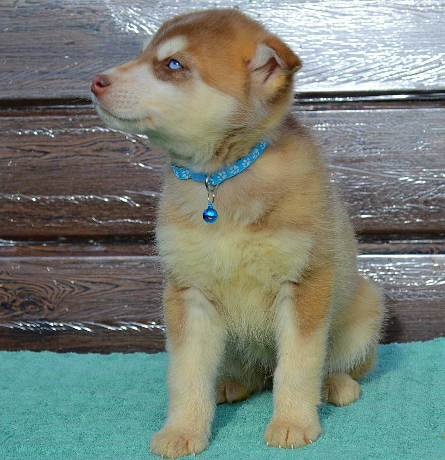 Шоколадный голубоглазый мальчик сибирской хаски щенок 2 месяца