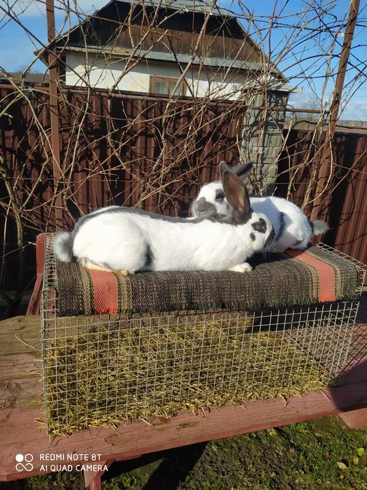 Кролики породи НСВ