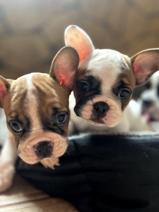 Щенки французского бульдога