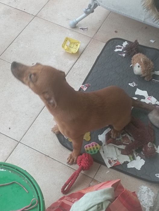 Adoção  muito bonita