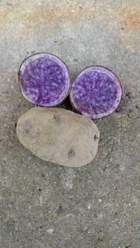 Ziemniaki fioletowe sadzeniaki