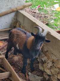 Cabrito anão. Retirar no Sarzedo.