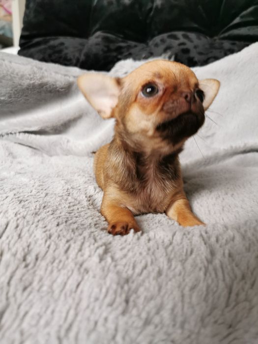 GOTOWA DO ODBIORU Lalunia Malunia dziewczynka chihuahua CUDO
