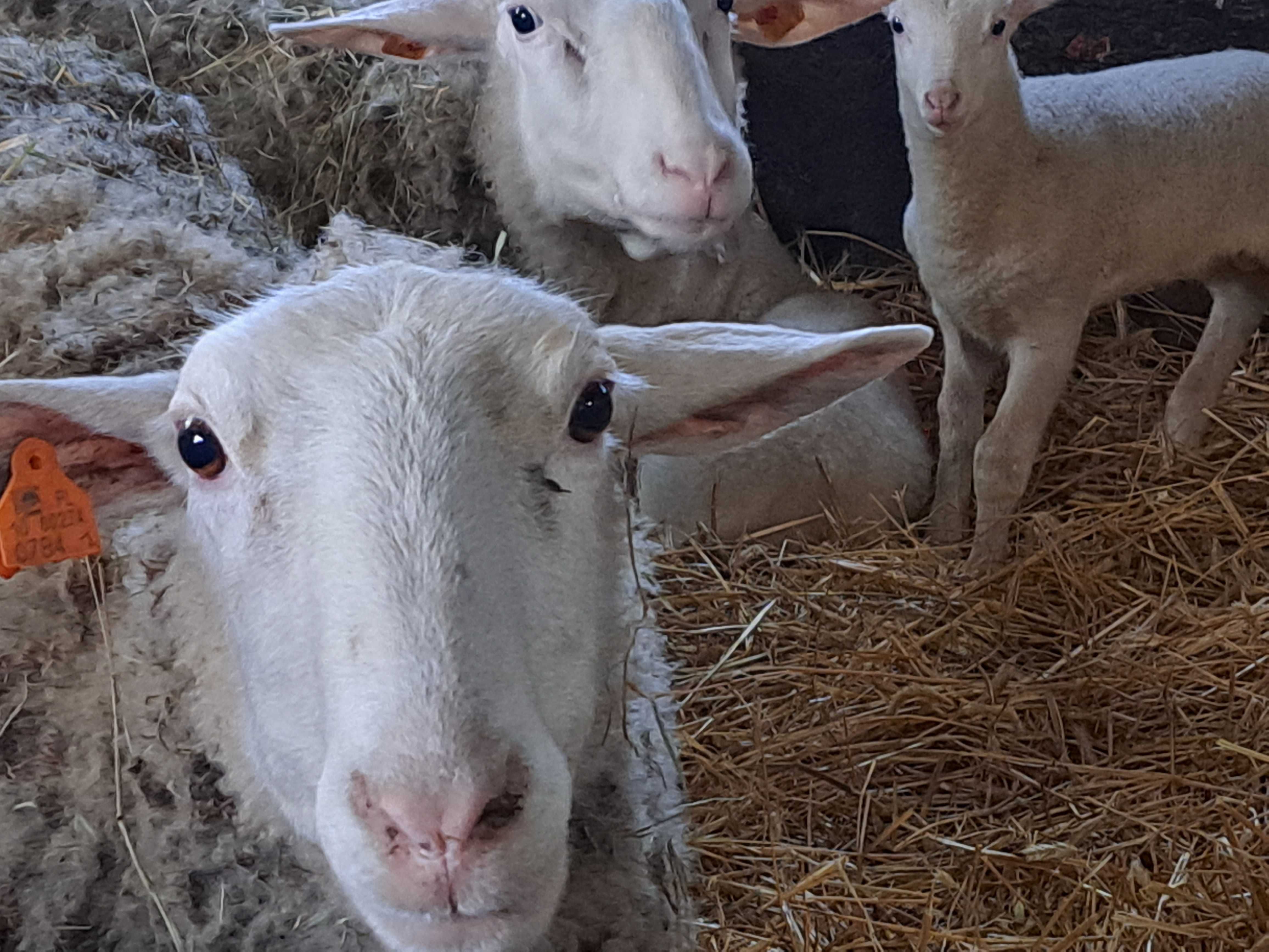 Owce mleczne zakocone