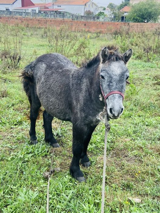 Vendo ponei femea cheia com 4 anos